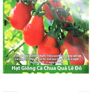 Hạt giống cà chua quả lê đỏ sai trái 0.1gr
