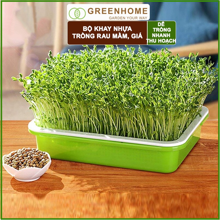 Bộ khay trồng giá, D34xR25xC5cm, màu tím, nhựa nguyên sinh, an toàn, dễ trồng tại nhà |Greenhome
