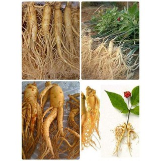 Hạt Giống Nhân Sâm Hàn Quốc