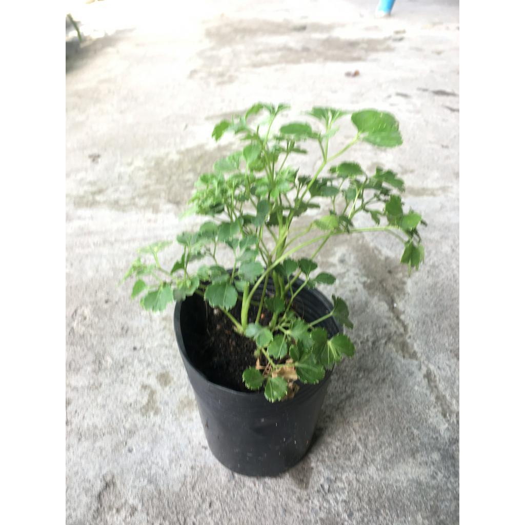 Cây đinh lăng lá lớn - Đinh lăng phong thủy