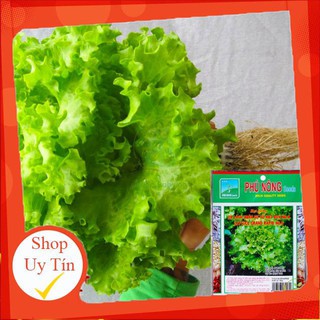 - HẠT GIỐNG XÀ LÁCH XOĂN SƯ TỬ HẠT ĐEN chất lượng.