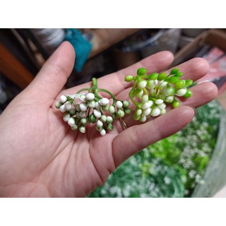 cỏ điểm kí hạt chùm xanh lá đậm( 1 lạng)