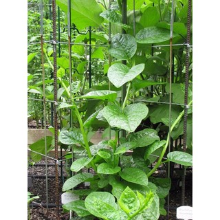 HẠT GIỐNG MỒNG TƠI(CHẤT LƯỢNG-UY TÍN)