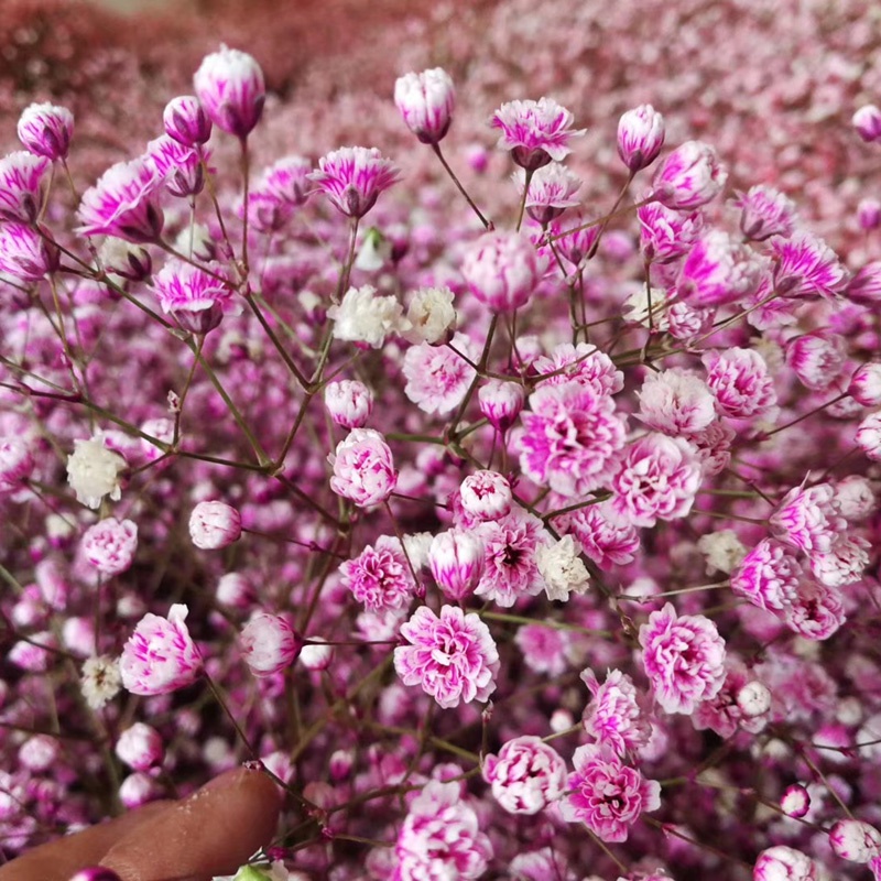 Hoa Baby Khô - Hoa Gypsophila Khô Trang Trí Nến Thơm - Nguyên Liệu Làm Nến Handmade