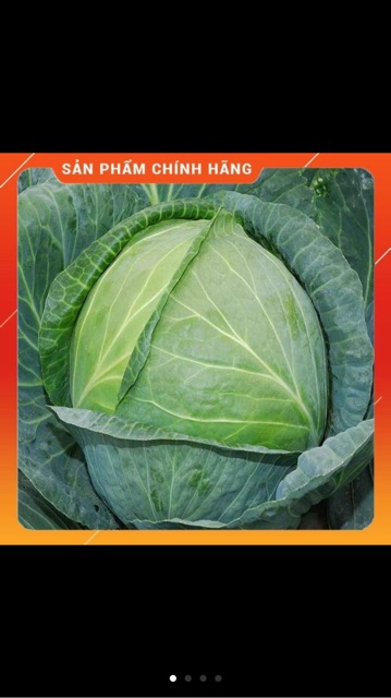 Hạt giống bắp cải