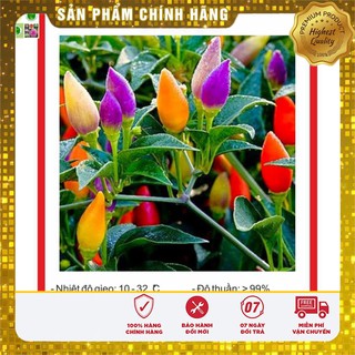 Hạt Giống Ớt Ngũ Sắc 30 Hạt [Bán Sỉ]