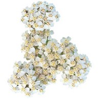 Nước tinh chất - toner cỏ thi - ACHILLÉE MILLEFEUILLE BIO AROMA ZONE | BigBuy360 - bigbuy360.vn