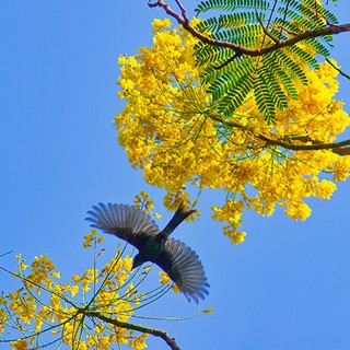 CÂY PHƯỢNG VÀNG