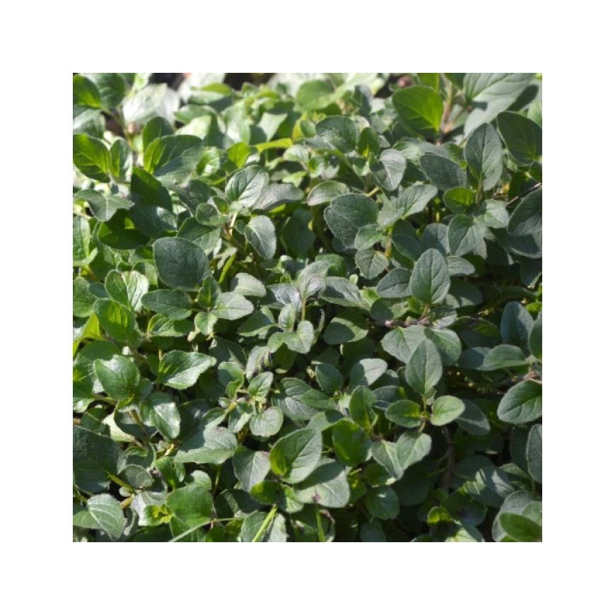 Hạt giống oregano Ý tặng kích mầm và hướng dẫn