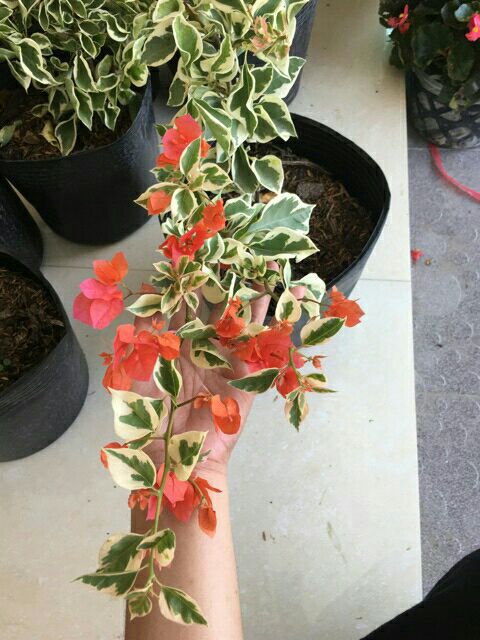 Cây hoa giấy cẩm thạch