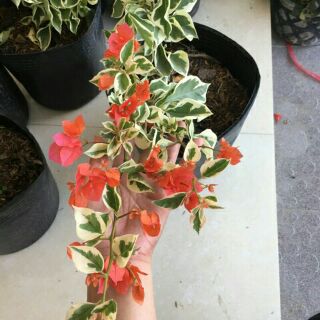 Cây hoa giấy cẩm thạch