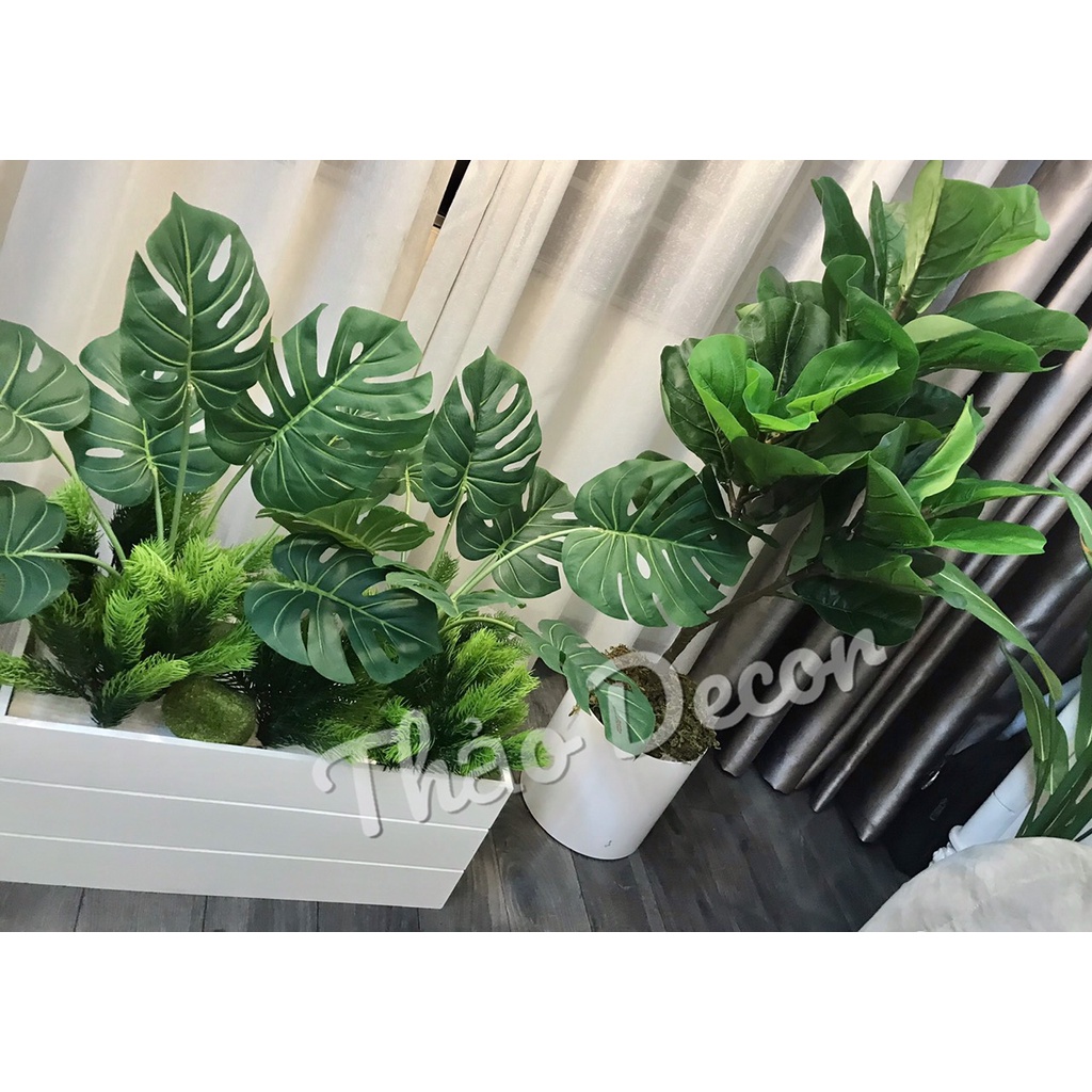 Bồn cây lá Monstera