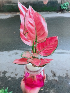Chậu Vạn Lộc Thuỷ Sinh