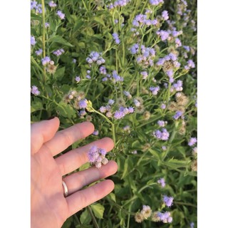 10 cây giống Hoa cứt lợn