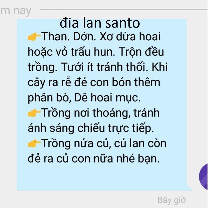 Combo 6 củ giống hoa địa lan santo - đỏ vàng hồng cam tím và xanh