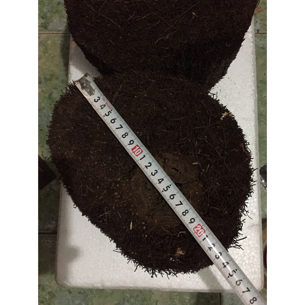 Cặp dớn ghép lan đường kính trên 20cm cao 10 cm