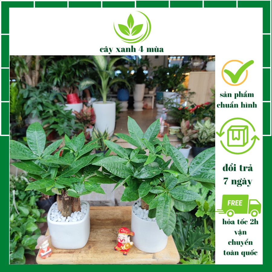 Cây kim ngân 3 củ kèm chậu sứ trắng ,cây hút lộc phát lộc phong thủy để bàn cao 30cm