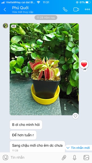  Cây bắt mồi bẫy kẹp venus flytrap