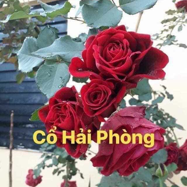 Com bo 2Cành chiết hồng leo pháp