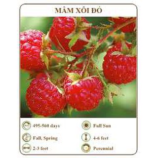 Bộ 1 gói Hạt giống mâm xôi đỏ