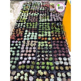 COMBO 12 Loại Sen Đá 150k