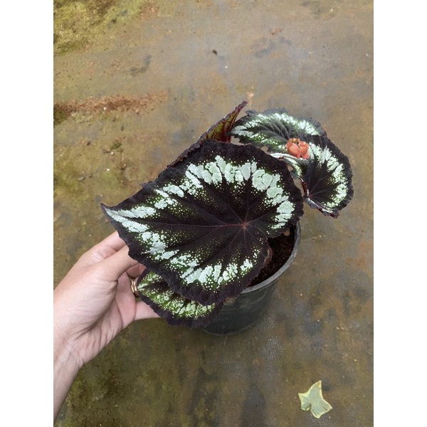 Chậu cứng Begonia black night