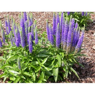 Bán buôn, bán lẻ - Gói 50 hạt giống hoa veronica tím xuất xứ Đức- hạt giống Lucky Seeds tại thietbinhavuon_chất lượng.