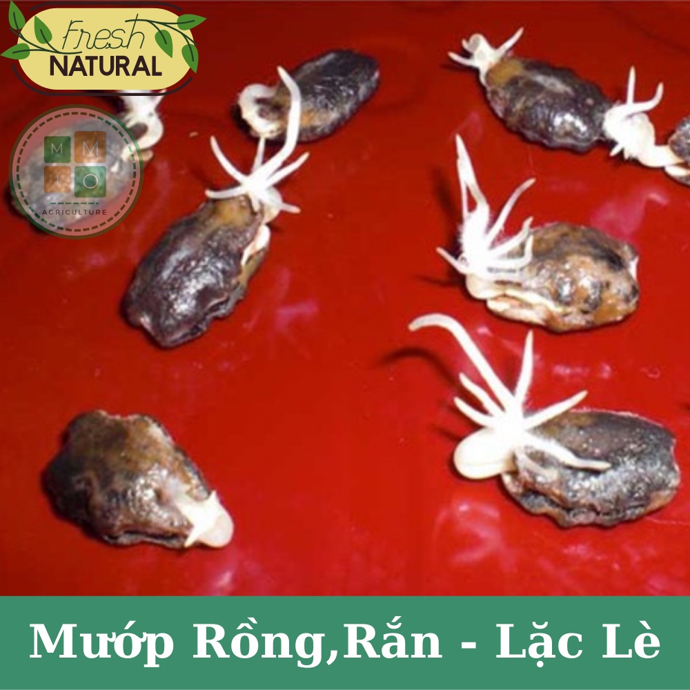 Hạt giống mướp rồng( rắn) Nhật Bản, lặc lè (lặc lày) dài siêu trái