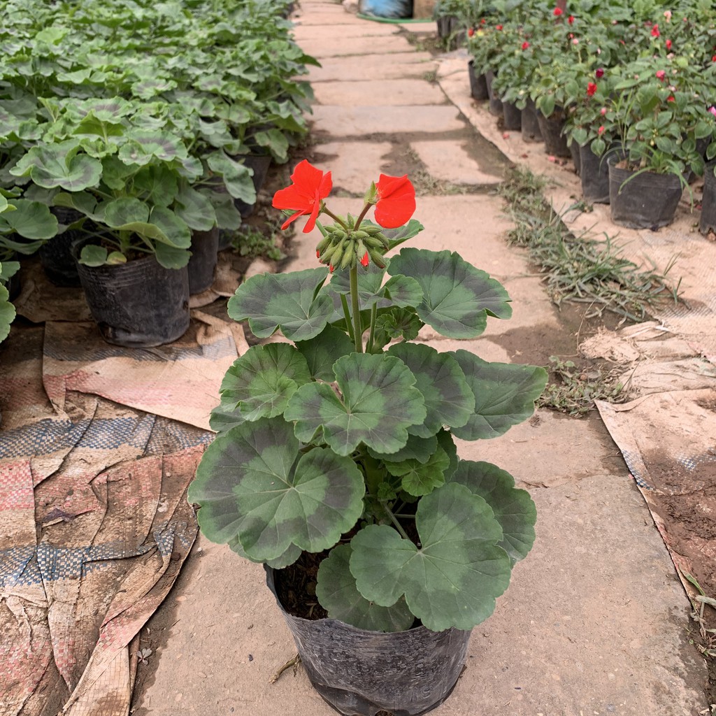 Cây hoa Phong Lữ nhiều màu sắc rực rỡ cao 20cm, cây hoa Tết trồng ban công, sân vườn, mang đến may mắn và tài lộc
