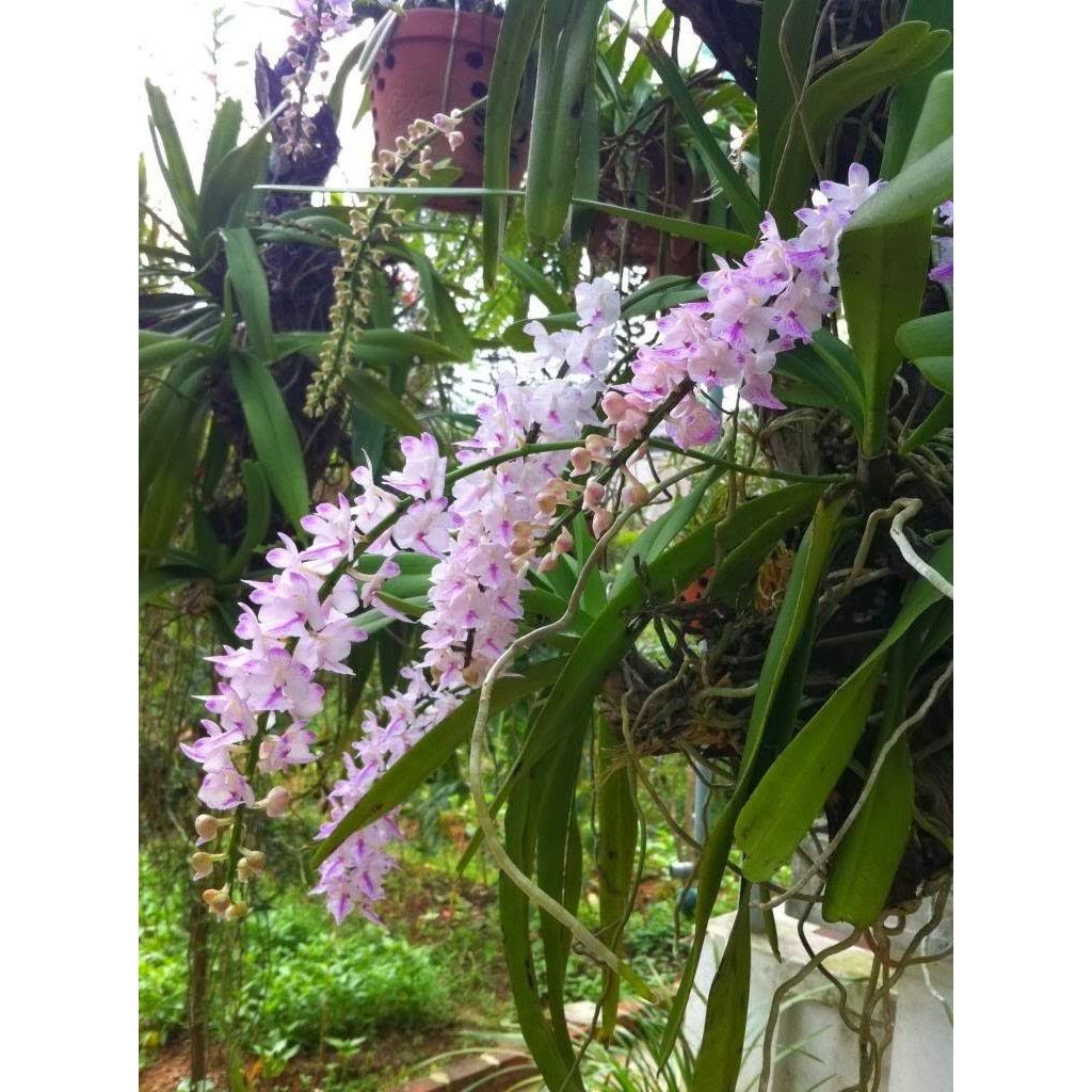 RYNAN FLOWERMATE 220 hũ 150gr - NPK 12-12-20+TE dùng cho cây giai đoạn ra hoa, hoa nở đồng loạt, dưỡng hoa lâu tàn