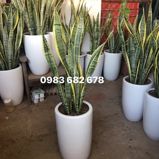 Chậu lưỡi hổ vàng sz to