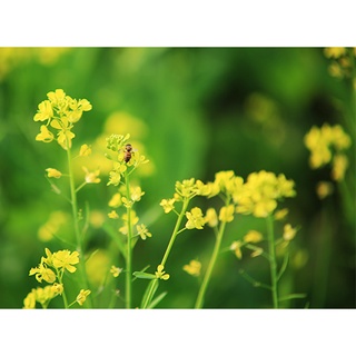 Hạt giống cải hoa vàng ( tặng kèm phân bón và kích mầm )