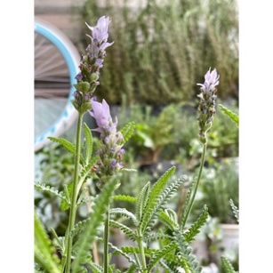Chậu cây Lavender Costa - Oải hương cho hoa tím