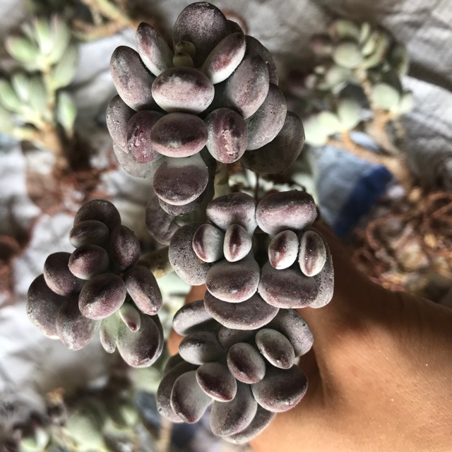 Sen đá sỏi tím
