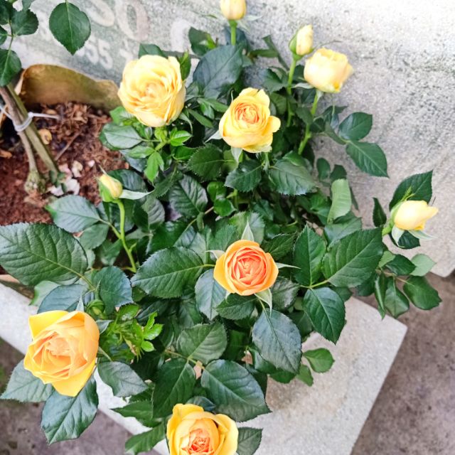 Hoa hồng đà lạt giá rẻ. size trung 40cm