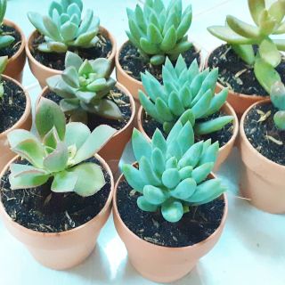 Combo 5 chậu sen đá mini(chậu +cây)