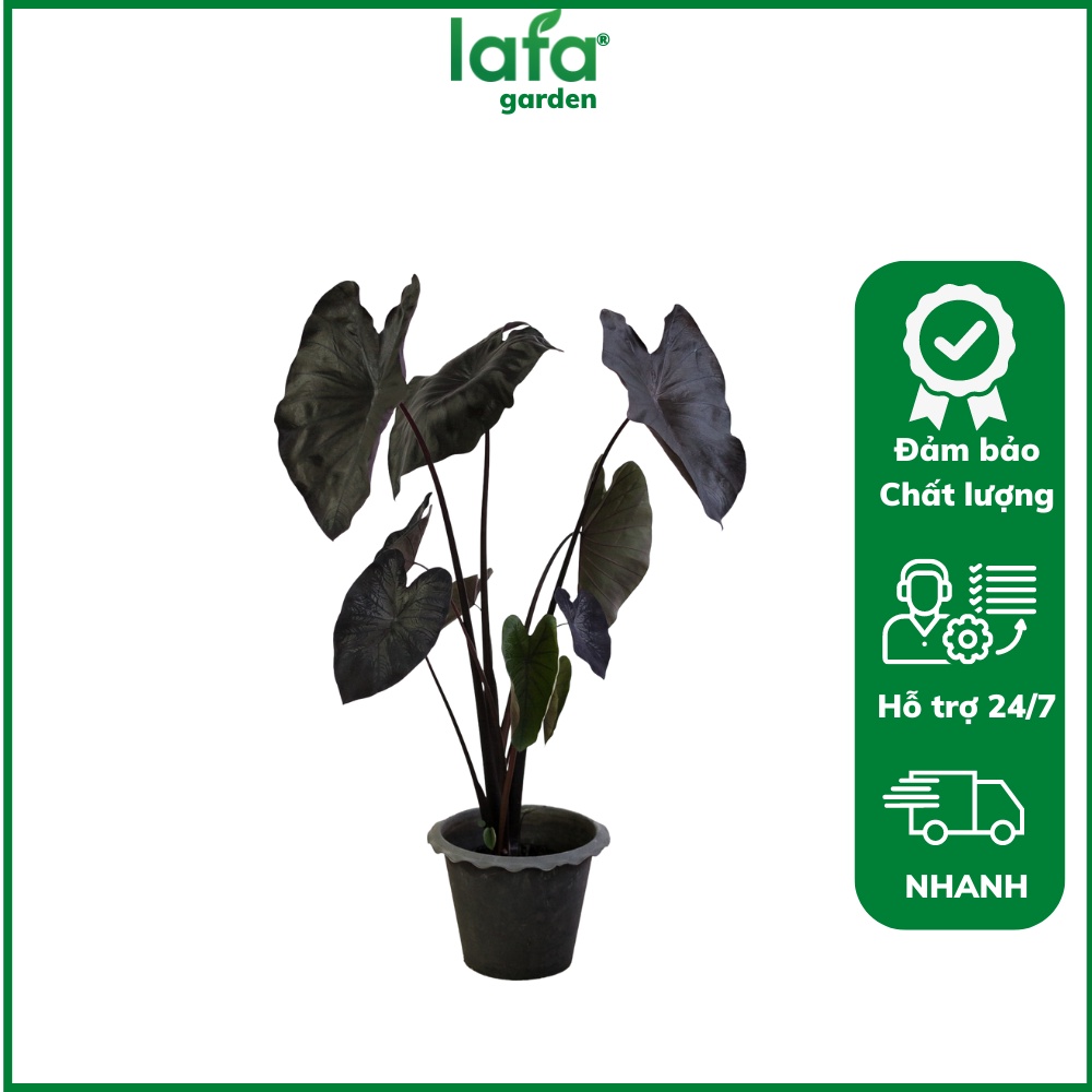 Cây kiểng lá Black Coral LAFA GARDEN, Kích thước (40-60cm), Combo kèm chậu và giá thể trồng cây