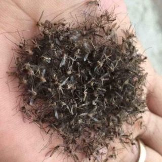 Thuốc  diệt  côn trùng,bọ  chét, bọ  nhảy