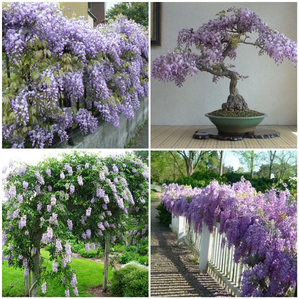 Cây TỬ ĐẰNG thân gỗ bonsai, hoa TÍM siêu đẹp
