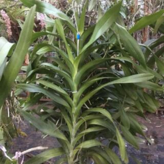 Cửu bảo tiên cây to