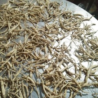 Đẳng Sâm Rừng Khô
