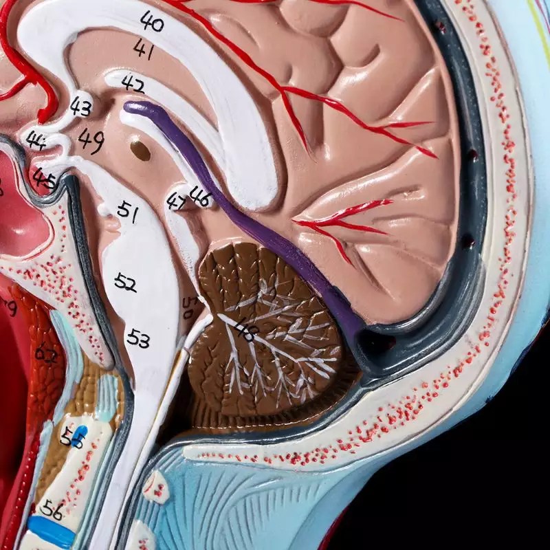 Giải Phẫu Nửa Đầu Người Giải Phẫu Não Bộ Cổ Median Mô Hình Nghiên Cứu Mạch Máu Thần Kinh Dành Cho Giảng Dạy_123Lifevn