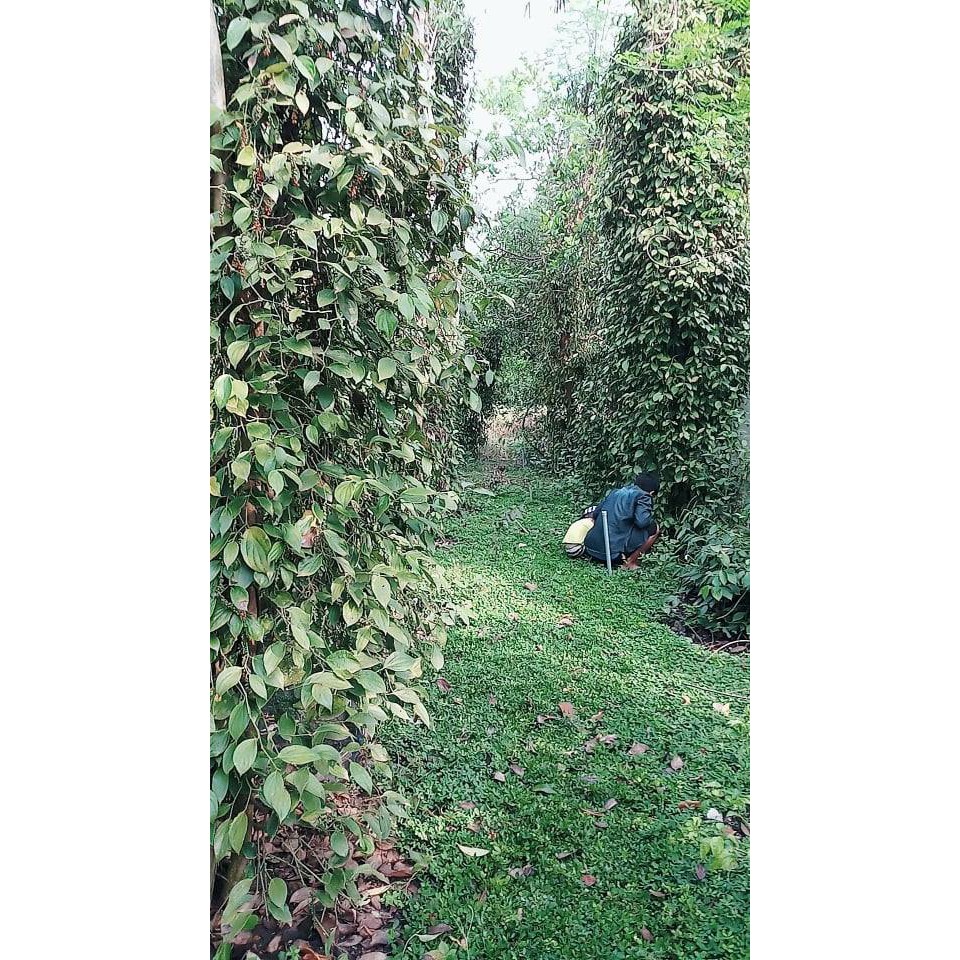 Hạt tiêu đen sạch tận vườn Lộc Ninh Bình Phước, không hoá chất tạp chất, không chất bảo quản (100gr) | BigBuy360 - bigbuy360.vn