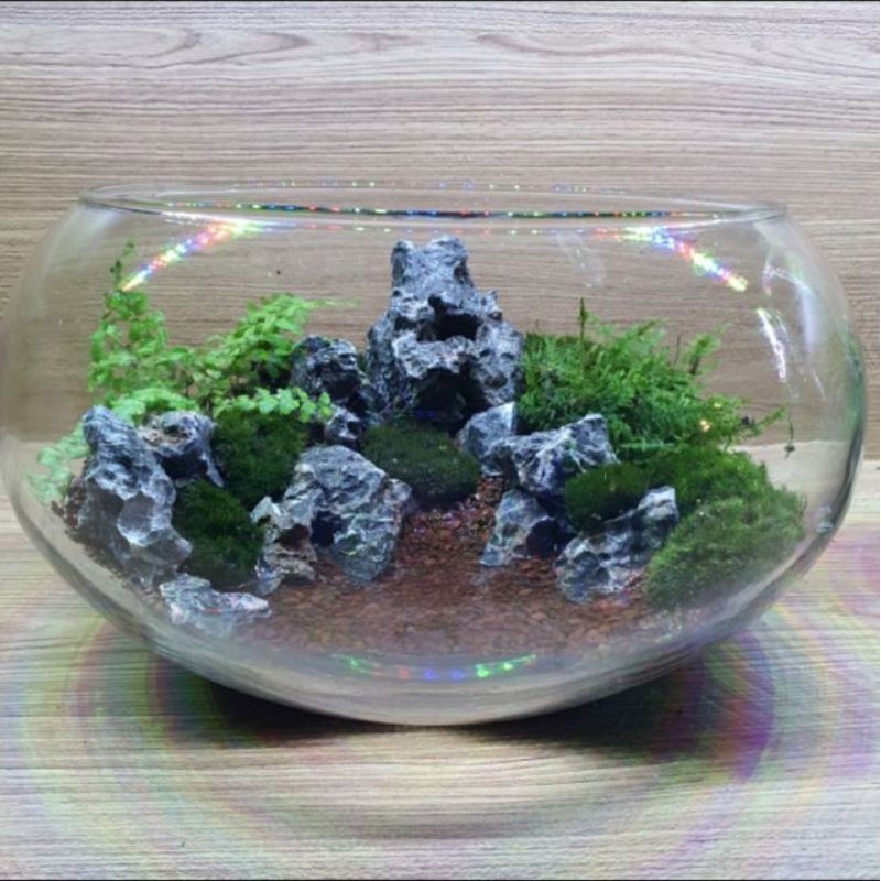 Combo bể thủy sinh tròn