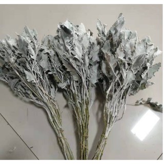 Lá bạc khô