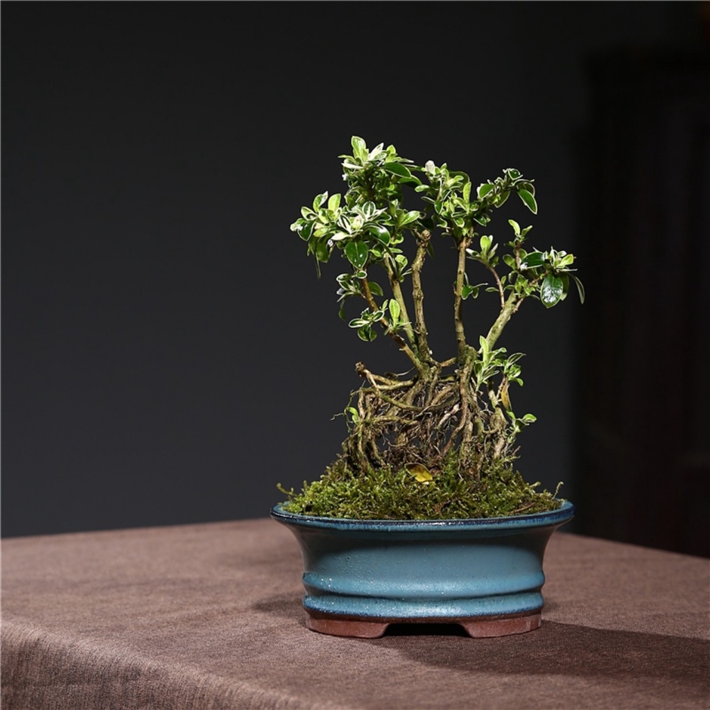 Chậu Hỏa Biến Nhiều loại - Chậu trồng sen đá, xương rồng, cẩm nhung, bonsai mini