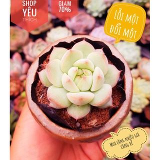 Sen đá bánh bao mini lỗi 1 đổi 1