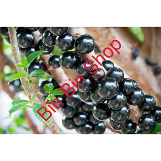 HẠT GIỐNG NHO THÂN GỖ ( 3 hạt )