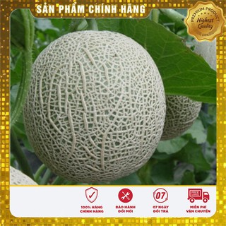 HẠT GIỐNG DƯA LƯỚI XANH RUỘT VÀNG