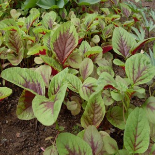 1500 hạt giống rau dền cơm